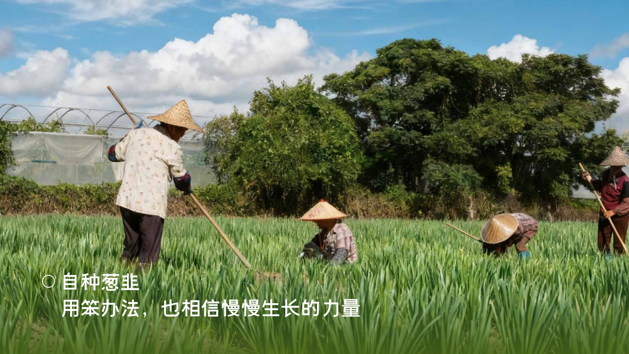 自种葱韭 2